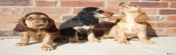 Cocker Spaniel dogs for sale: Kennel Club Registered Show Type Cocker puppies - Advert 13
