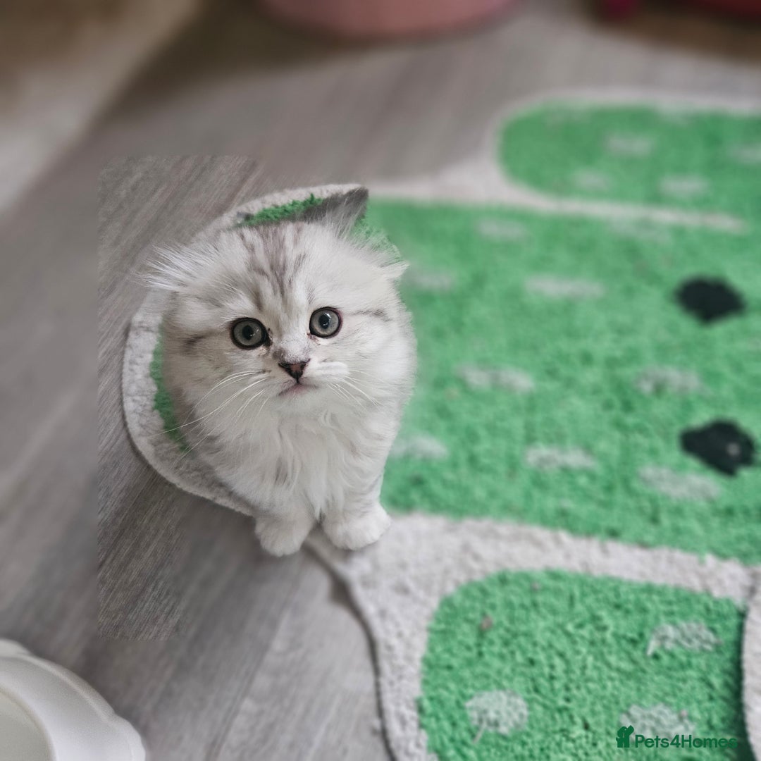 Scottish Fold cats for sale: Reduced💥Scottishfold tica kittens london  - Advert 4