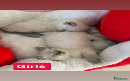 Ragdoll cats for sale: Stunning litter of ragdoll kittens  - Advert 6