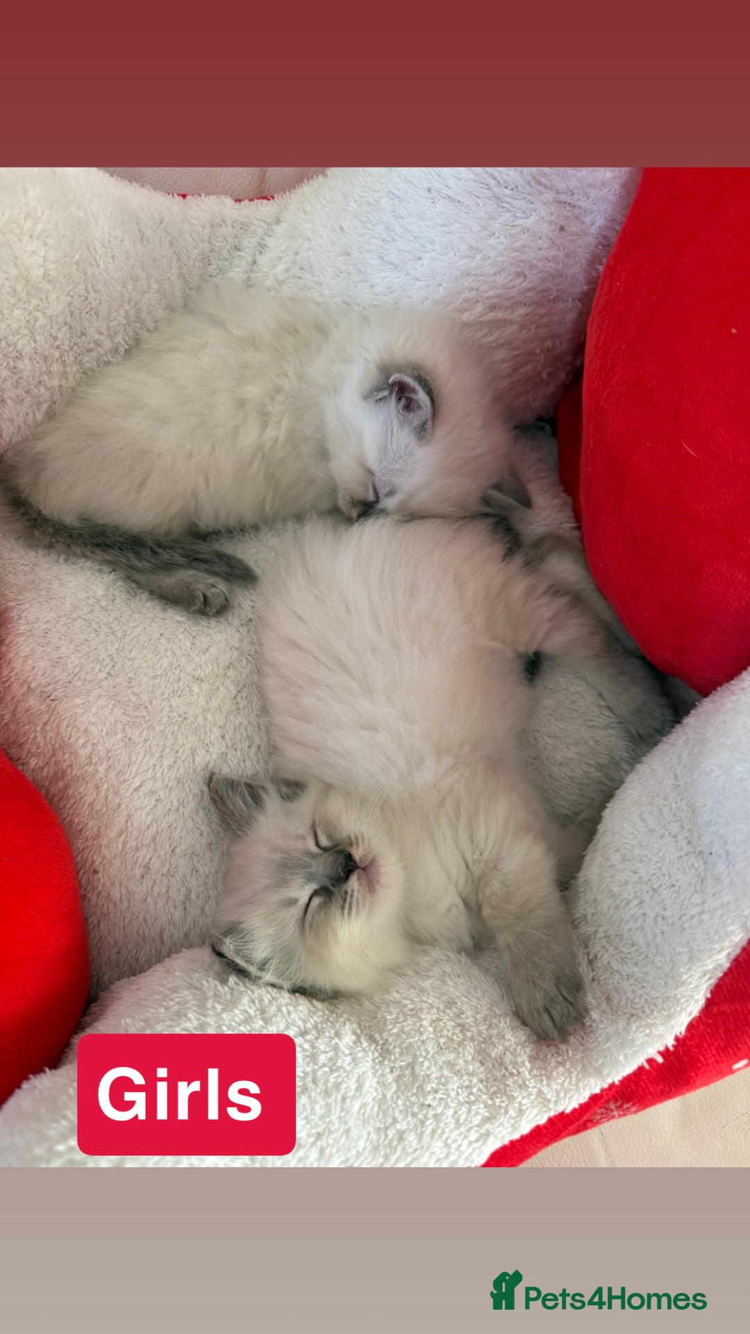 Ragdoll cats for sale: Stunning litter of ragdoll kittens  - Advert 6