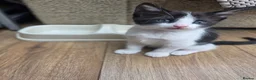 Mixed Breed cats for sale: Forever Home - Advert 5