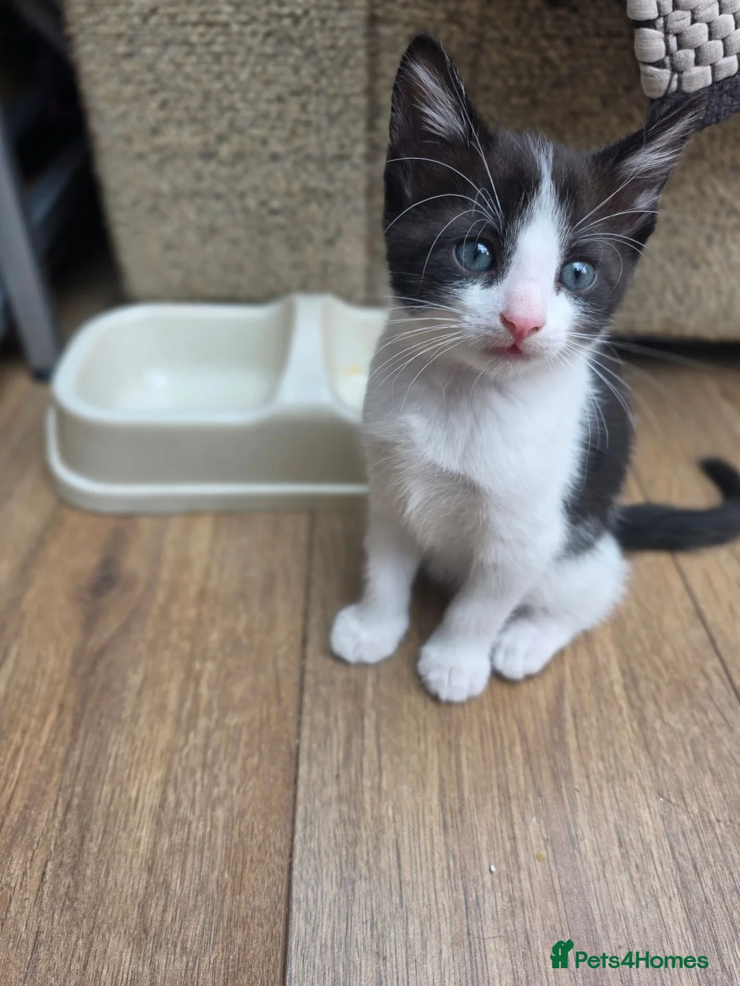 Mixed Breed cats for sale: Forever Home - Advert 5