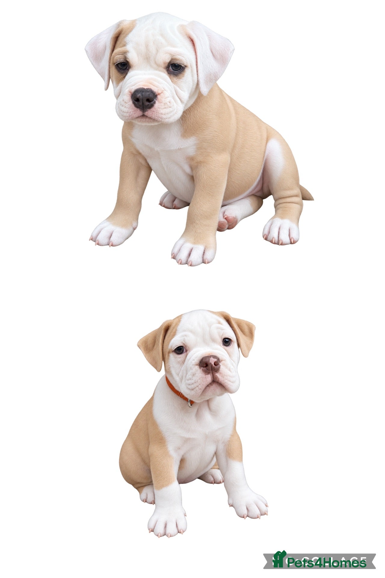 Olde English Bulldogge dogs READY TO LEAVE 2 old English bulldog  - Advert 2