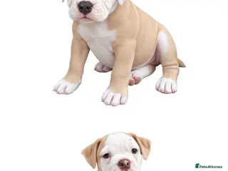 Olde English Bulldogge dogs READY TO LEAVE 2 old English bulldog - Advert 2