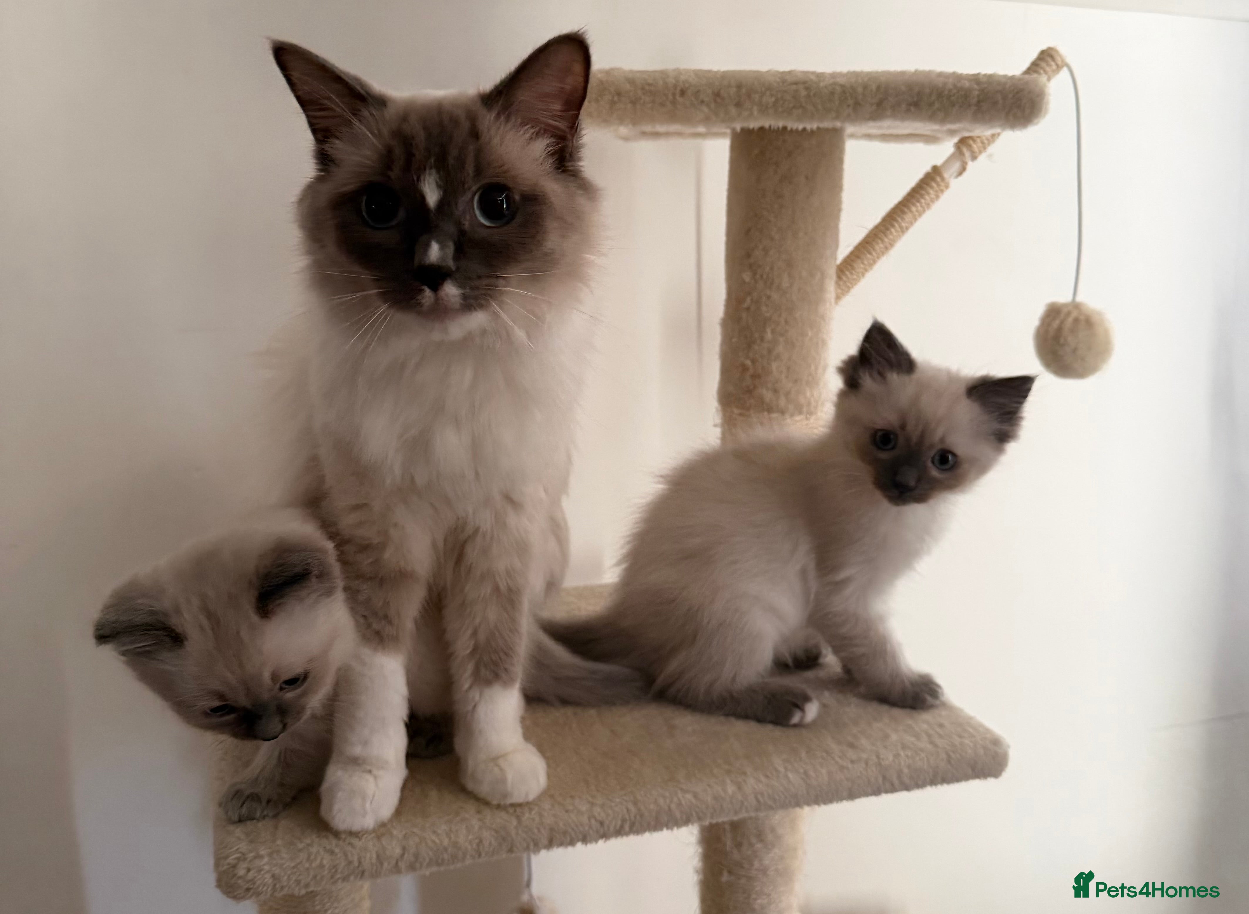 Ragdoll cats 2 Male Ragdoll Kittens  - Advert 1