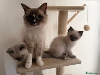 Ragdoll cats 2 Male Ragdoll Kittens - Advert 11