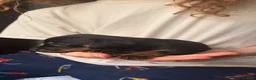 Jackshund dogs for sale: Beautiful Jackshund Puppies 2 Boys & 2 Girls 🐶❤️ in Southam - Advert 5