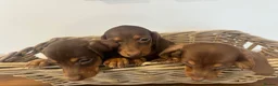 Miniature Dachshund dogs for sale: Beautiful Chocolate & Tan Dachshund Pups Ready Now - Advert 10