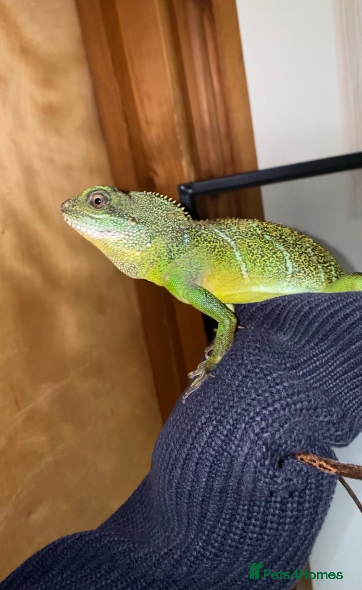Lizard reptiles for sale: Chinese water dragon  - Advert 1