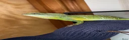 Lizard reptiles for sale: Chinese water dragon  in Cardiff - Advert 1