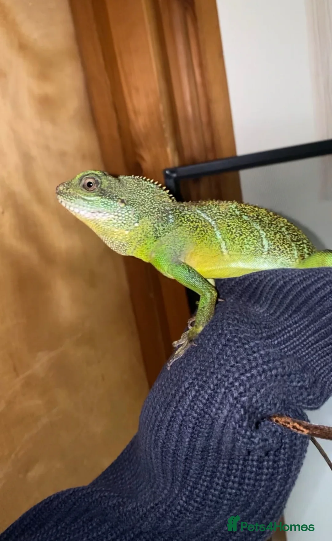 Lizard reptiles for sale: Chinese water dragon  in Cardiff - Advert 1