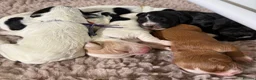 Cocker Spaniel dogs for sale: Beautiful Working Cocker Spaniels - Advert 12