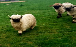 Sheep livestock for sale: Valais blacknose starter flock pedigree plus other - Image 5