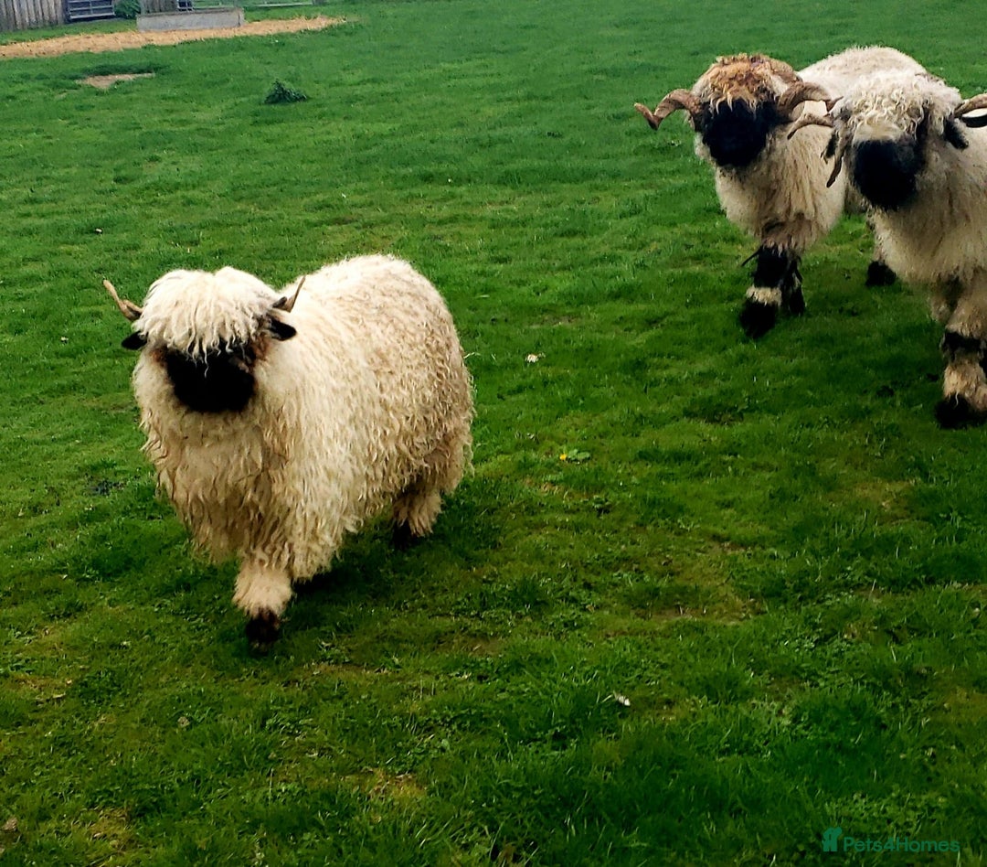 Sheep livestock for sale: Valais blacknose starter flock pedigree plus other - Image 5