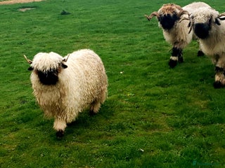 Sheep livestock - Advert 2