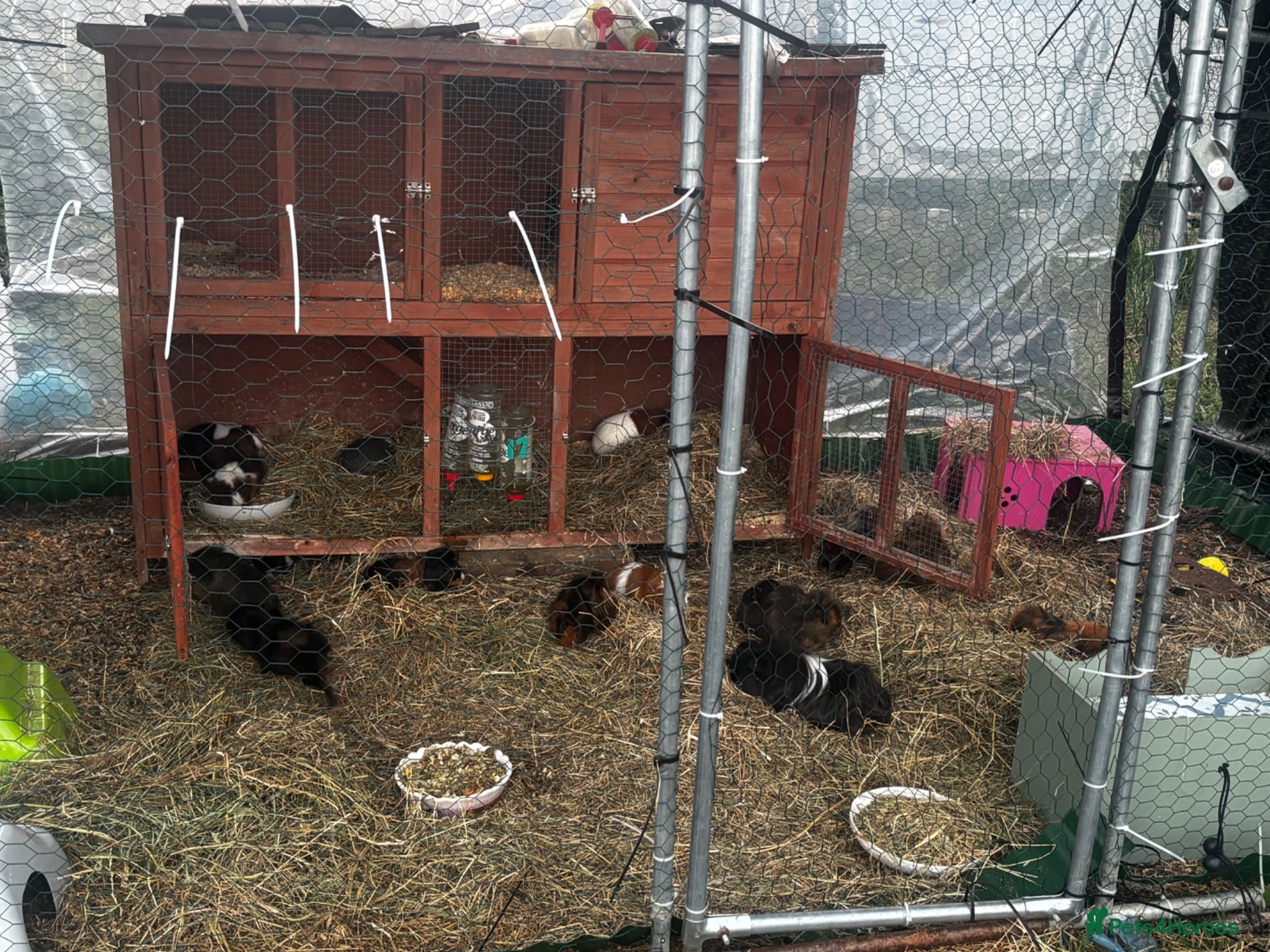 Guinea Pig rodents multiple girls available  - Advert 18