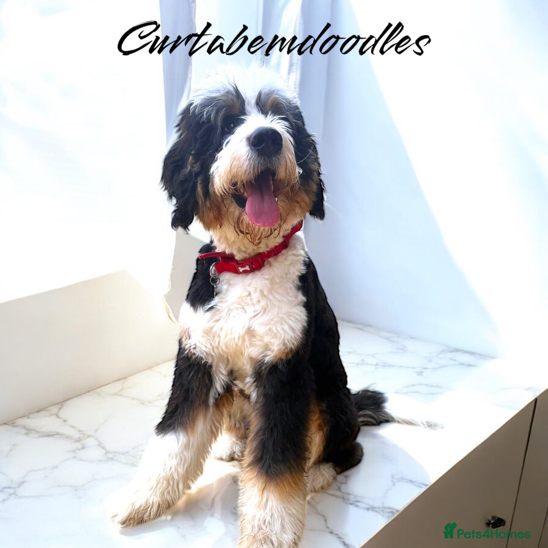 Bernedoodle dogs for sale: Bernedoodle waiting lists - Image 6
