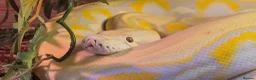 Python Snake reptiles for sale: Reggie the retic python  - Advert 2