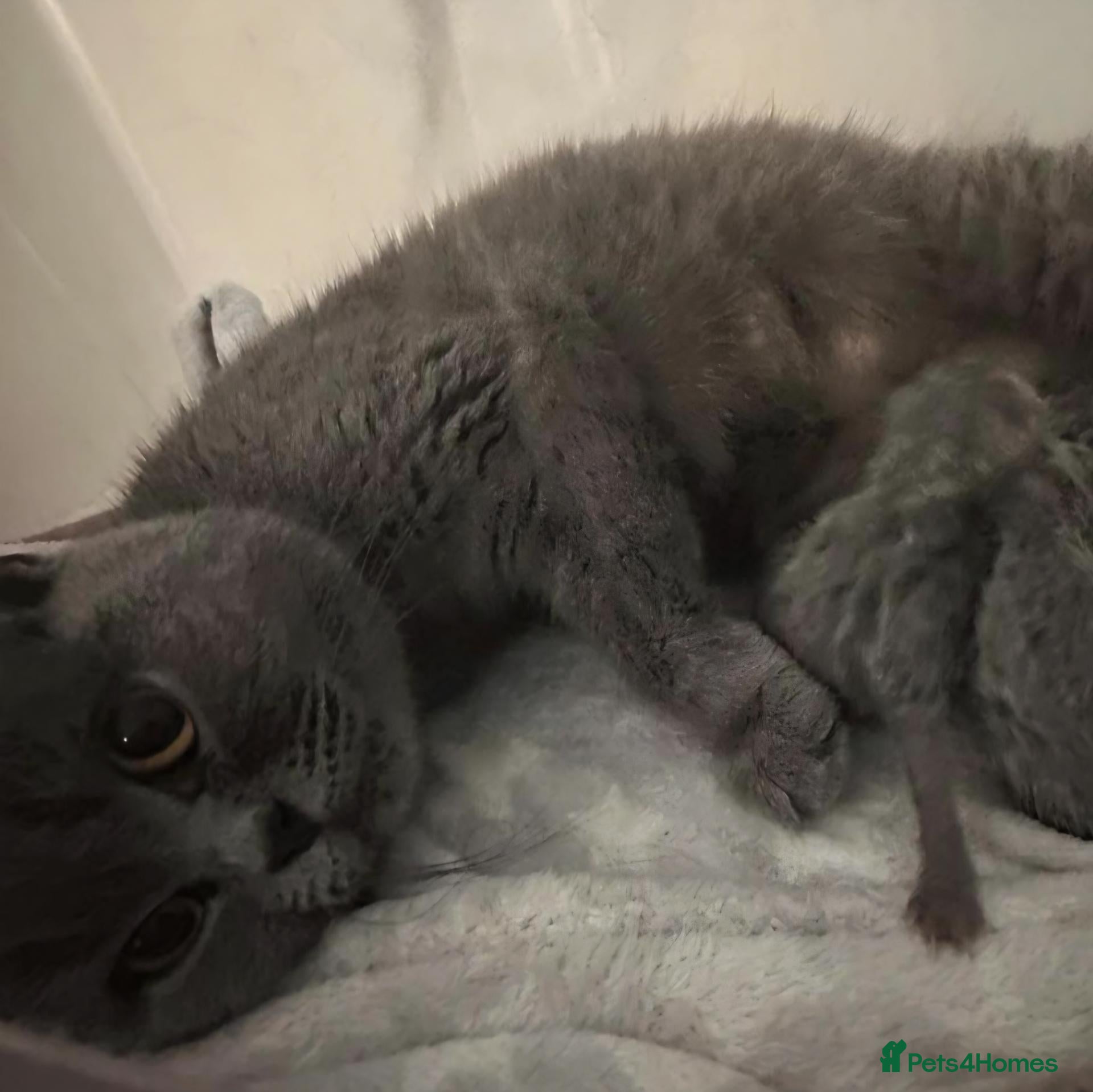 British Shorthair cats Gorgeous litter British Shorthair kittens  - Advert 2