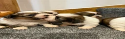 Shih Tzu dogs for sale: Early Spring Shihtzu Puppies  - Advert 5