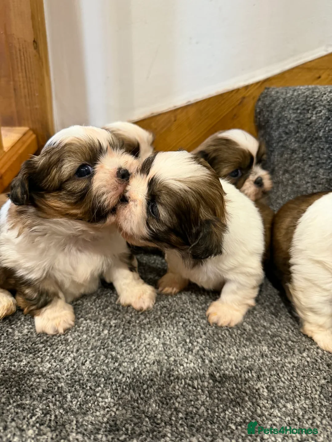 Shih Tzu dogs for sale: Early Spring Shihtzu Puppies  - Advert 5