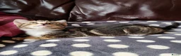 Mixed Breed cats for sale: Main Coon mixed breed  - Advert 6