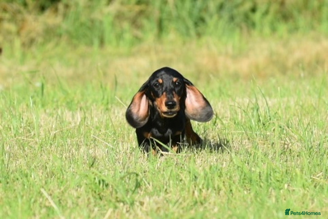 Miniature Dachshund dogs for sale: Mini smooth dachshund one boy available  in Newton Abbot - Image 3