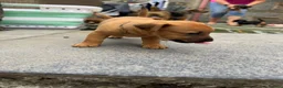 Patterjack dogs for sale: Patterjack puppy’s looking for loving home  - Advert 19