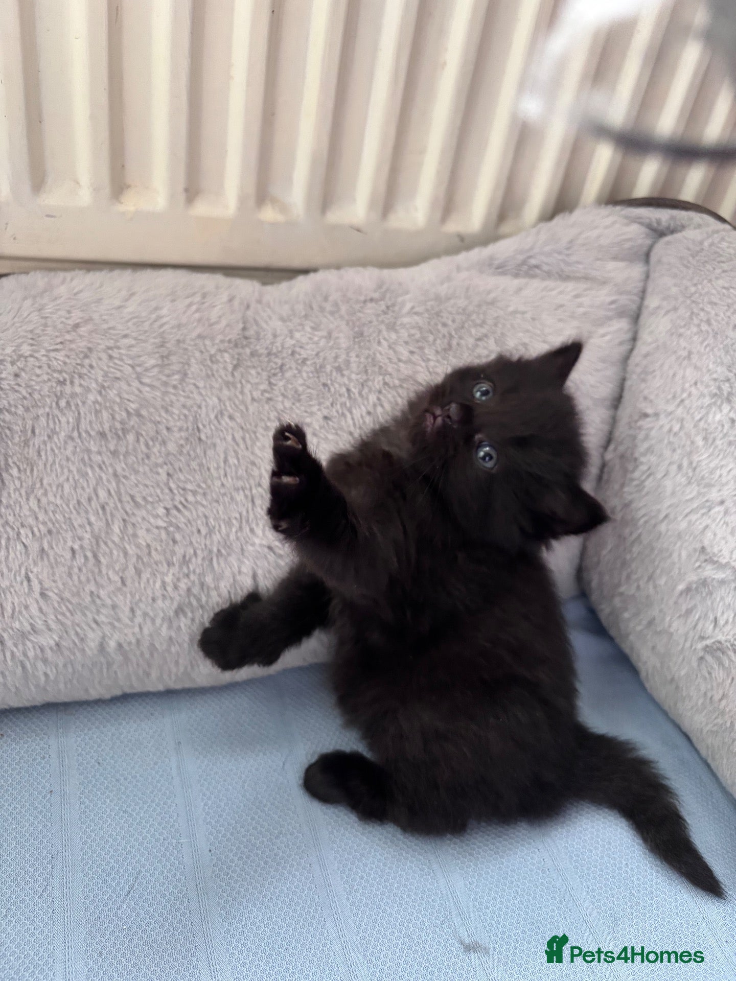 Mixed Breed cats Kittens beautiful Mainecoon cross ready now!🐈🐈 - Advert 2