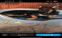 German Shepherd dogs for sale: German Shepherd Puppies for Sale  - Advert 1
