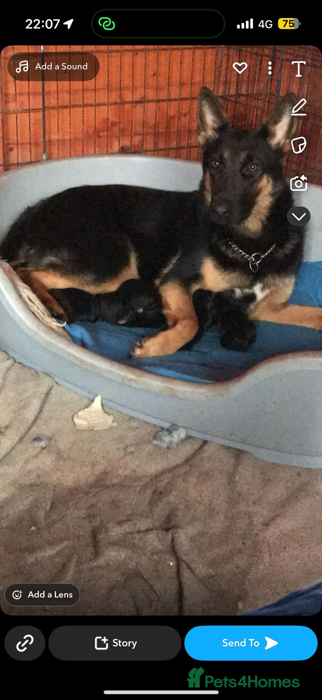 German Shepherd dogs for sale: German Shepherd Puppies for Sale  - Advert 1