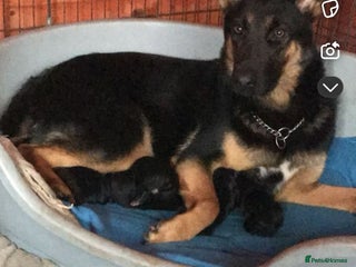 German Shepherd dogs German Shepherd Puppies for Sale - Advert 2