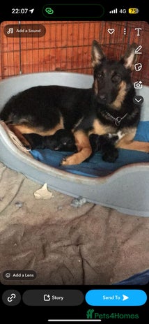 German Shepherd dogs German Shepherd Puppies for Sale - Advert 1