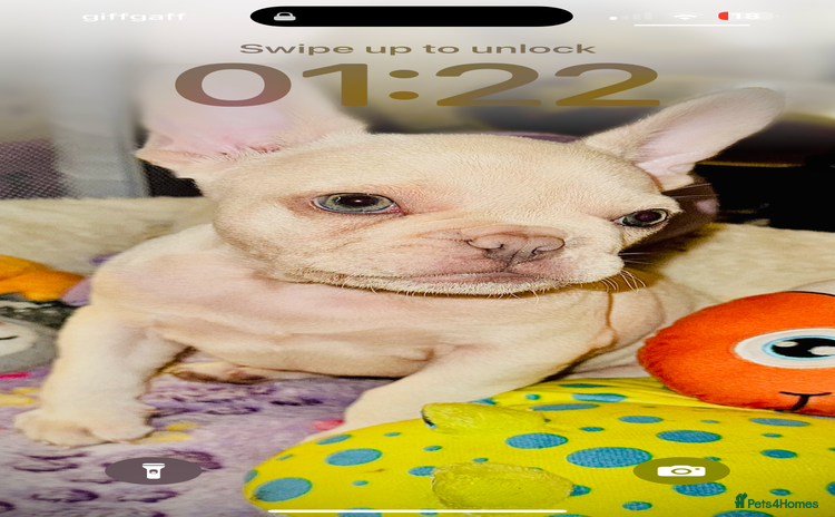 French Bulldog dogs - Advert 3