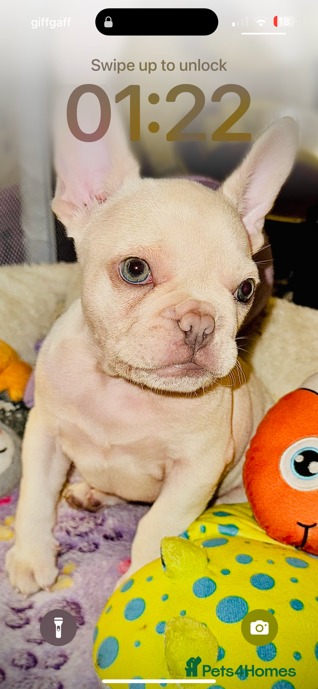 French Bulldog dogs for sale: French Bulldog  - Image 1