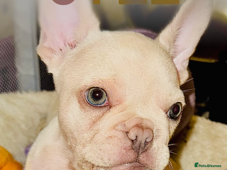 French Bulldog dogs - Advert 15