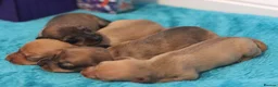 Miniature Dachshund dogs for sale: 4 Miniature Dachshund Pups Red Dapple - Shaded Red - Advert 9