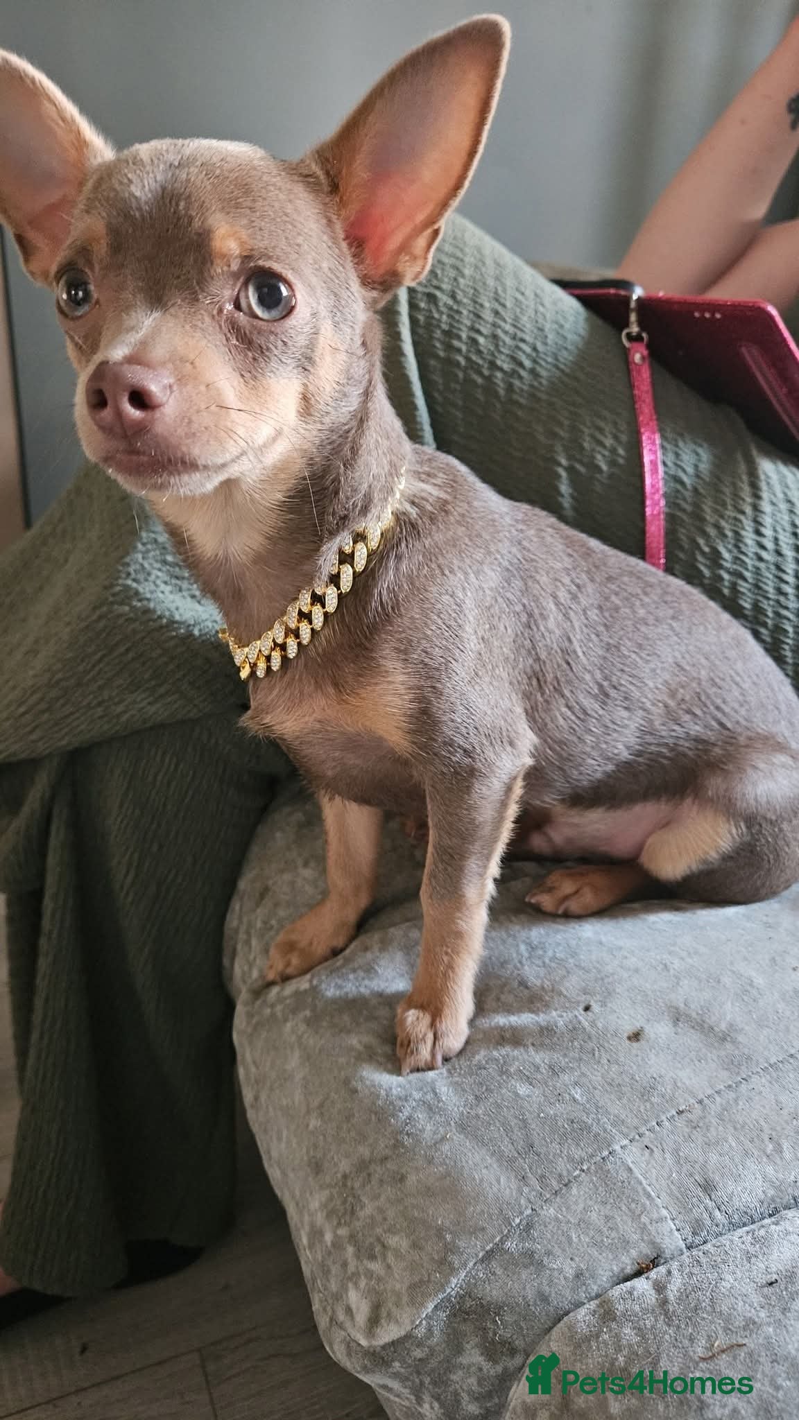 Chihuahua dogs Lilac up for studding  - Advert 10