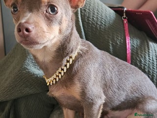 Chihuahua dogs Lilac up for studding - Advert 10