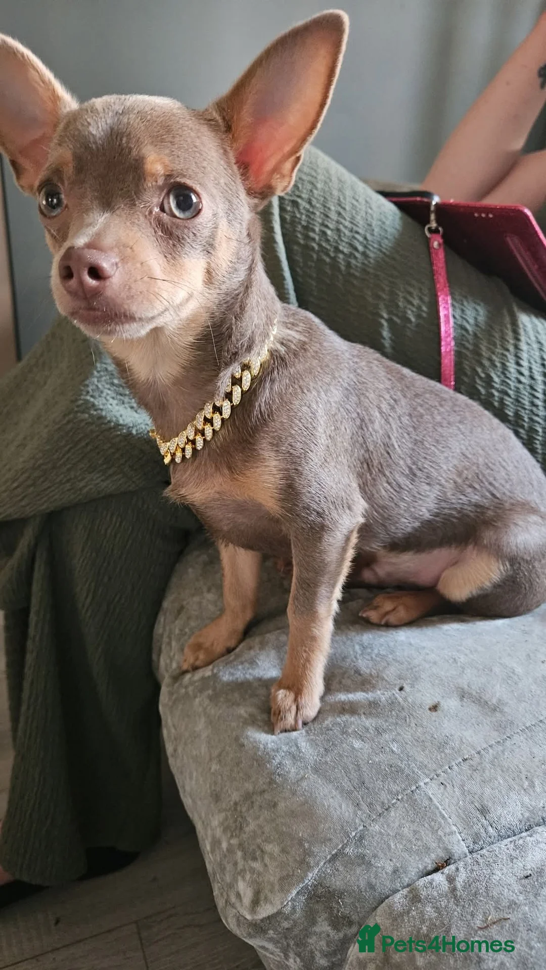 Chihuahua dogs for stud: Sorbet a lilac tri for studding  - Advert 1