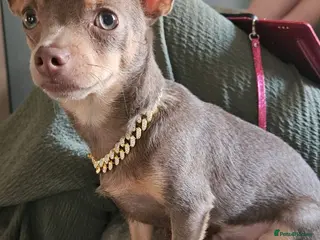 Chihuahua dogs Sorbet a lilac tri for studding - Advert 19