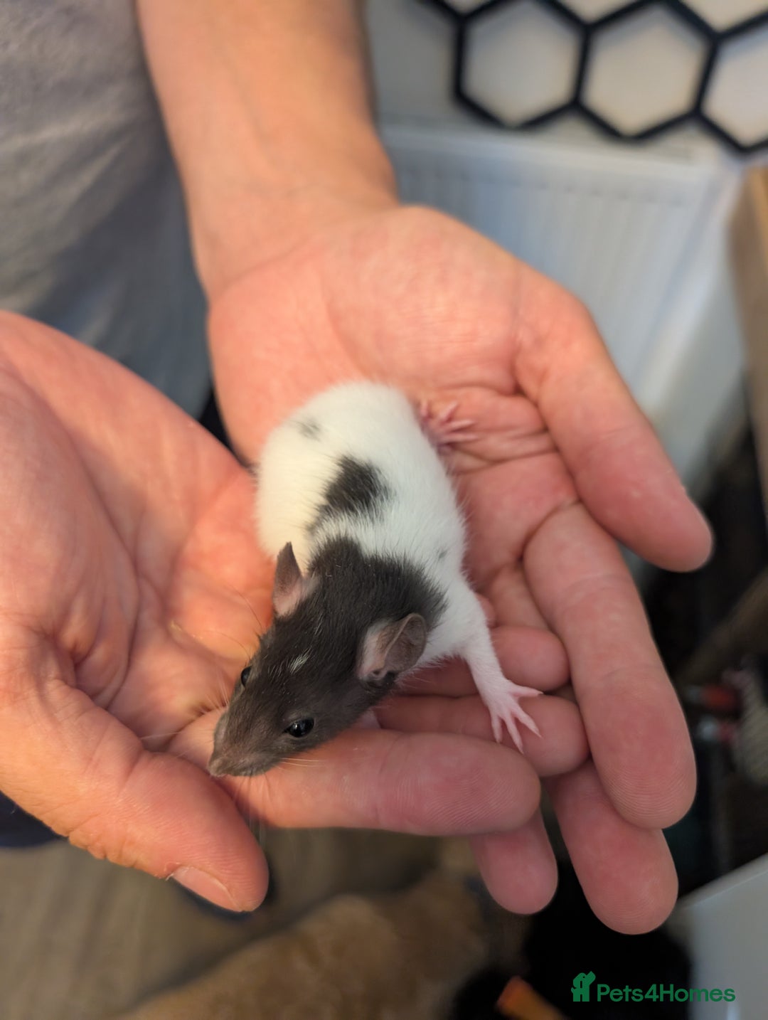 Rat rodents for sale: Female adorable baby rats only 4 left - Image 4