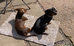 Miniature Dachshund dogs for sale: Mini dachshunds for rehoming - Image 4