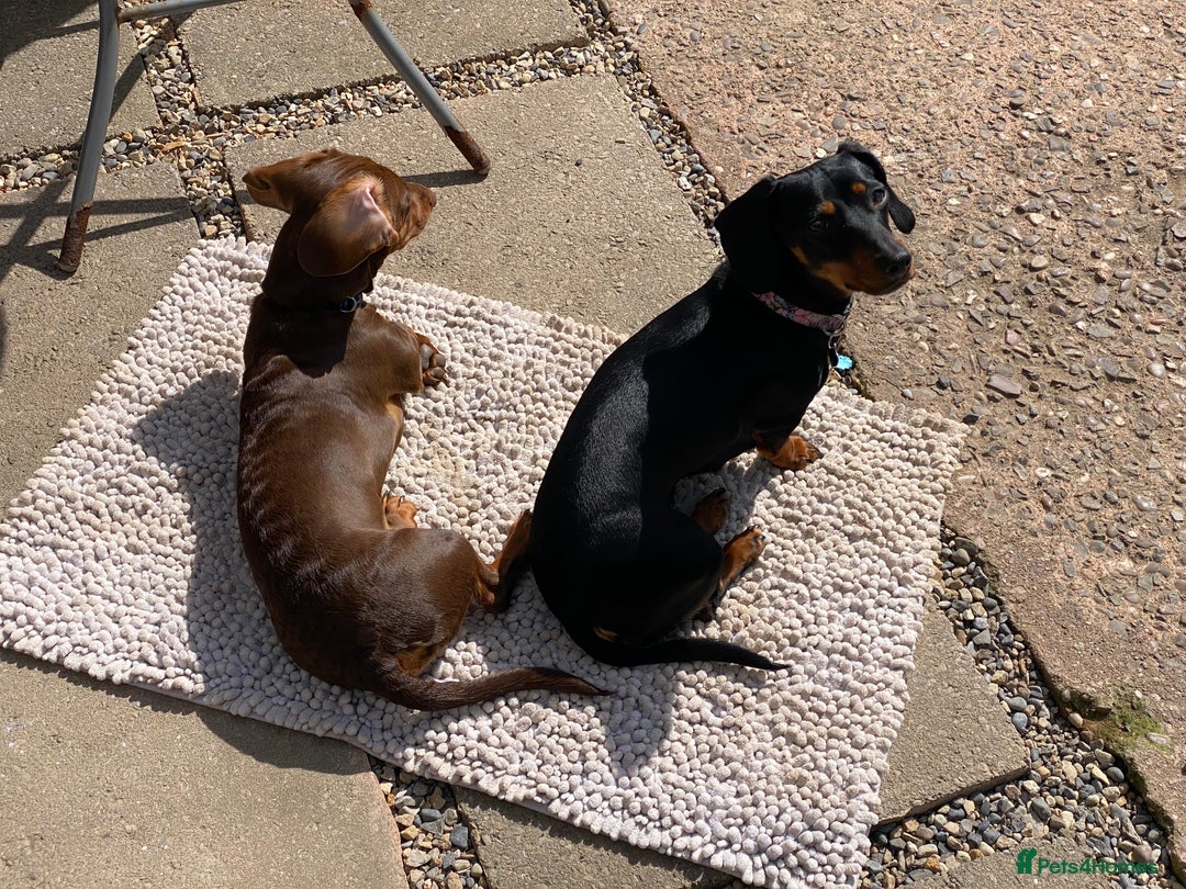 Miniature Dachshund dogs for sale: Mini dachshunds for rehoming - Image 4