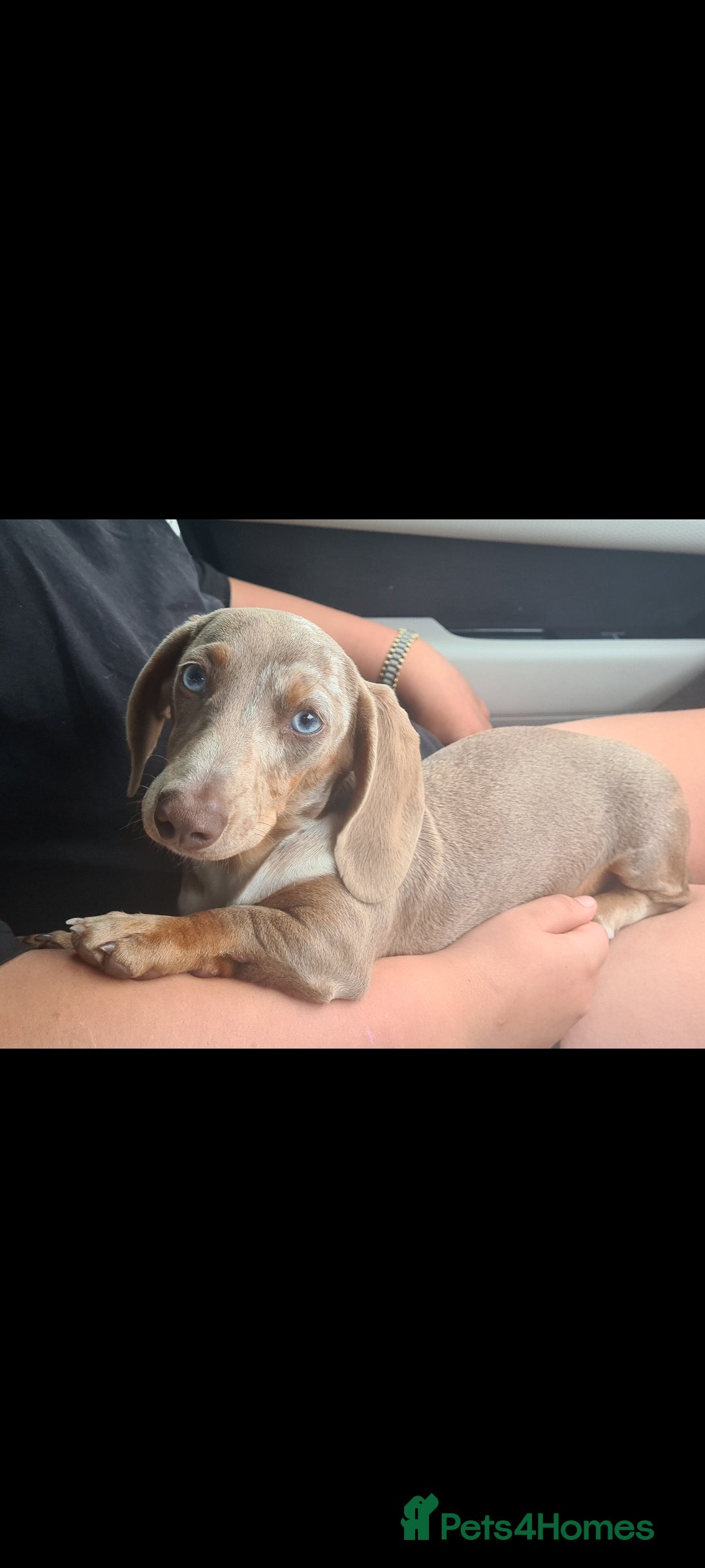 Miniature Dachshund dogs for sale: Beautiful girl Zayla looking for forever home - Advert 3