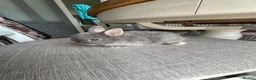 Netherland Dwarf rabbits for sale: Lovely Netherlands dwarf baby rabbits. - Advert 9