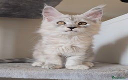 Maine Coon cats for sale: Maine Coon kittens  - Image 10