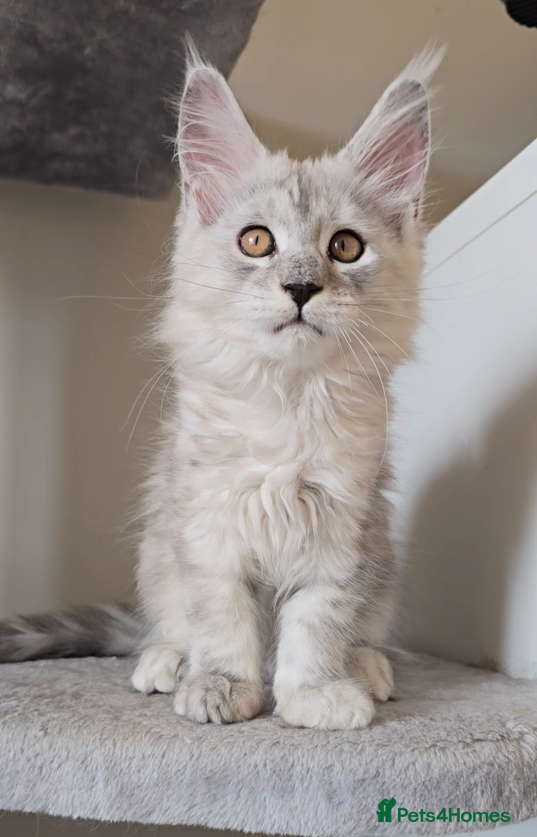 Maine Coon cats for sale: Maine Coon kittens  - Image 10