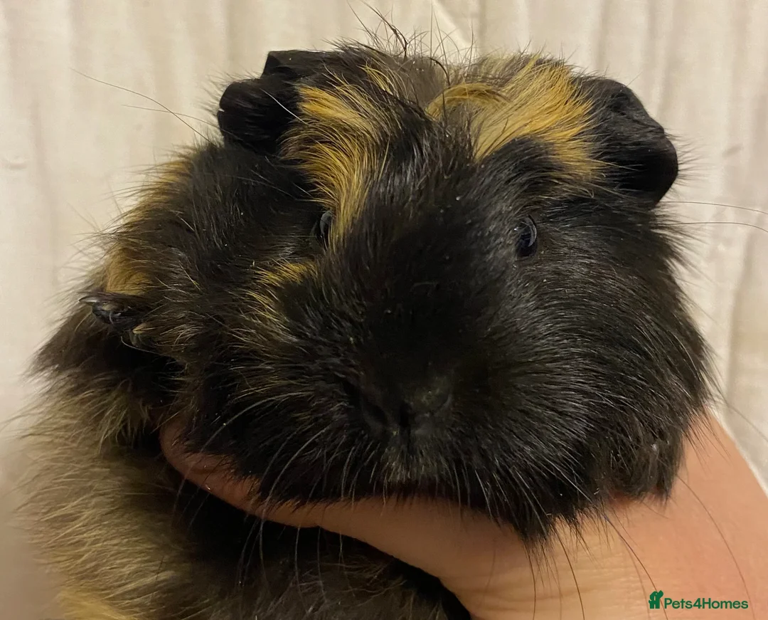 Guinea Pig rodents for sale: Baby Female Guinea Pigs For Sale  - Advert 1