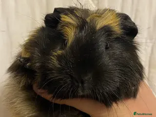 Guinea Pig rodents for sale: Baby Female Guinea Pigs For Sale - Advert 1